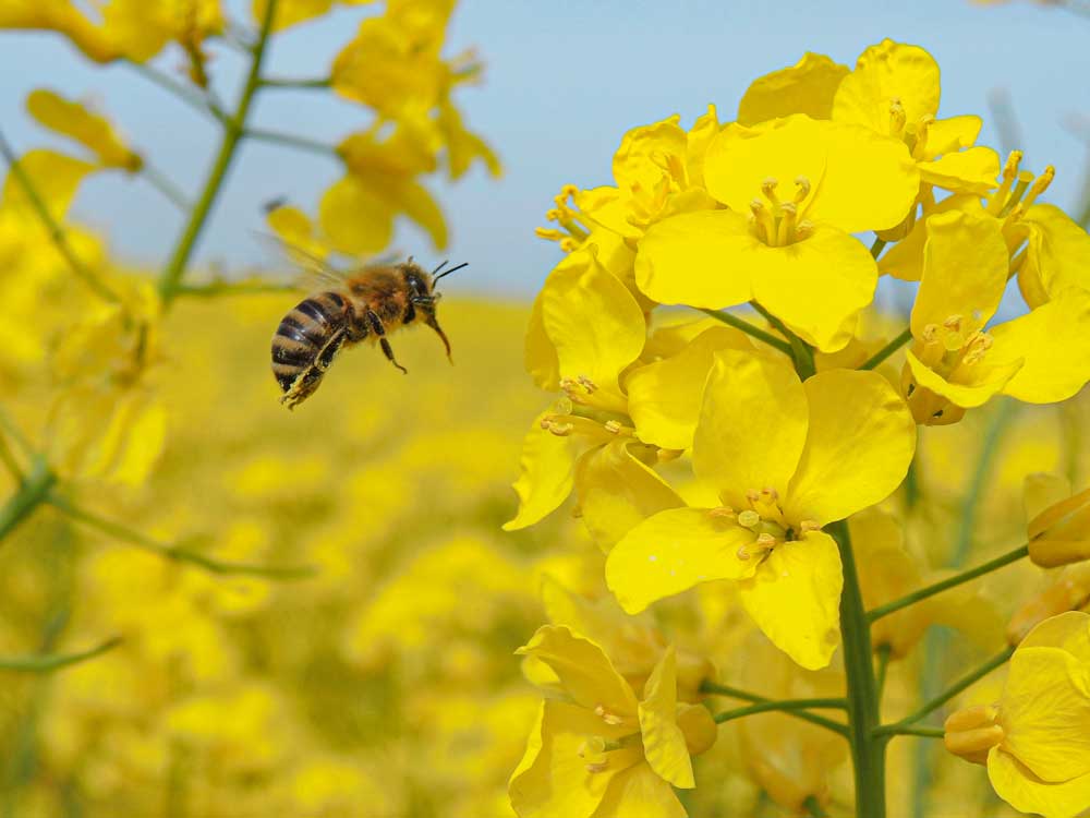 Read more about the article REPCEMÉZ